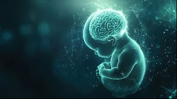 fetus brain development 3d render. Foto: Chayanin Wongpracha/Adobe Stock